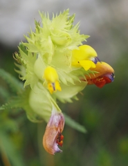 Rhinanthus mediterraneus