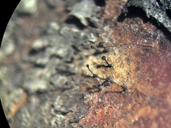 Phaeocalicium curtisii