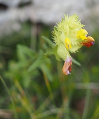 Rhinanthus mediterraneus
