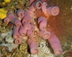 Haliclona mediterranea