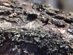 Phaeocalicium curtisii