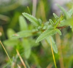 Rhinanthus mediterraneus