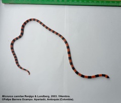 Micrurus camilae