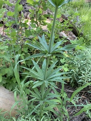 Lilium parvum