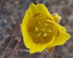 Calochortus luteus