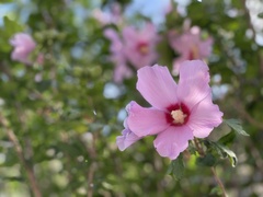 Hibiscus syriacus