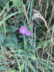 Silene dioica
