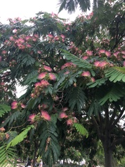 Albizia julibrissin