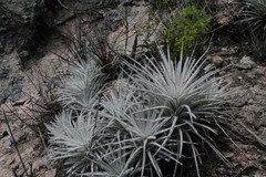 Tillandsia tectorum