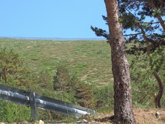 Juniperus communis saxatilis