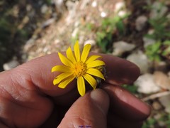 Senecio duriaei