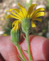Senecio duriaei