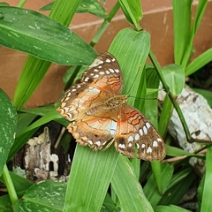 Anartia amathea