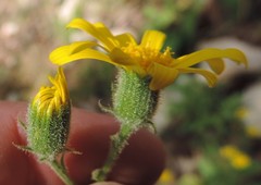 Senecio duriaei