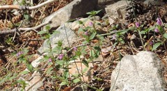 Galeopsis ladanum carpetana