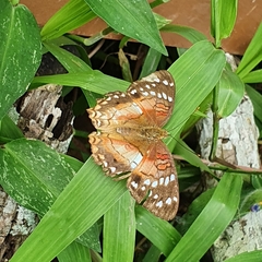 Anartia amathea