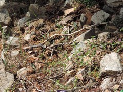 Galeopsis ladanum carpetana