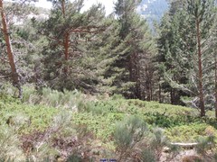 Cytisus oromediterraneus