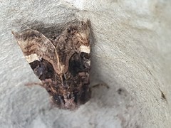 Euplexia