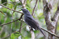 Lipaugus weberi