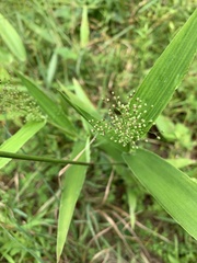 Dichanthelium polyanthes