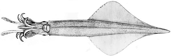Heterololigo