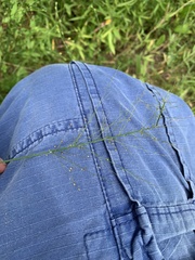 Dichanthelium polyanthes