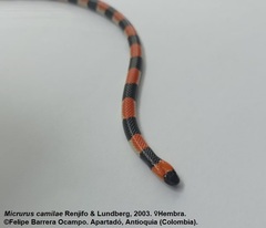 Micrurus camilae