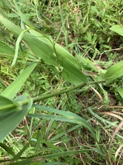 Dichanthelium polyanthes