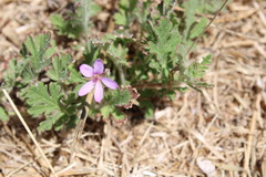 Erodium