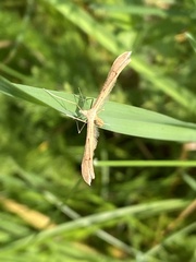 Stenoptilia pterodactyla