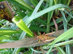 Agesander ruficornis