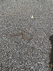 Virginia valeriae elegans