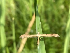 Stenoptilia pterodactyla