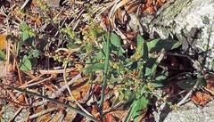 Rumex suffruticosus