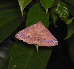 Ericeia inangulata
