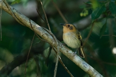 Poecilotriccus plumbeiceps