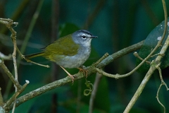 Myiothlypis leucoblephara