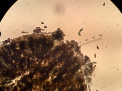 Phaeocalicium curtisii