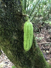 Parmentiera aculeata