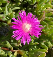 Ruschia duthiae