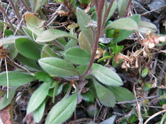 Myosotis australis
