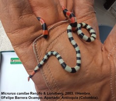 Micrurus camilae