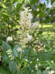 Clethra acuminata