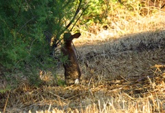 Oryctolagus cuniculus