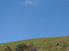 Cytisus oromediterraneus