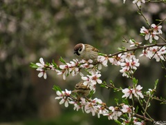 Passer montanus