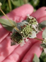 Pycnanthemum muticum