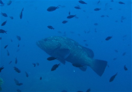 Giant Grouper