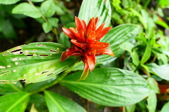 Costus productus